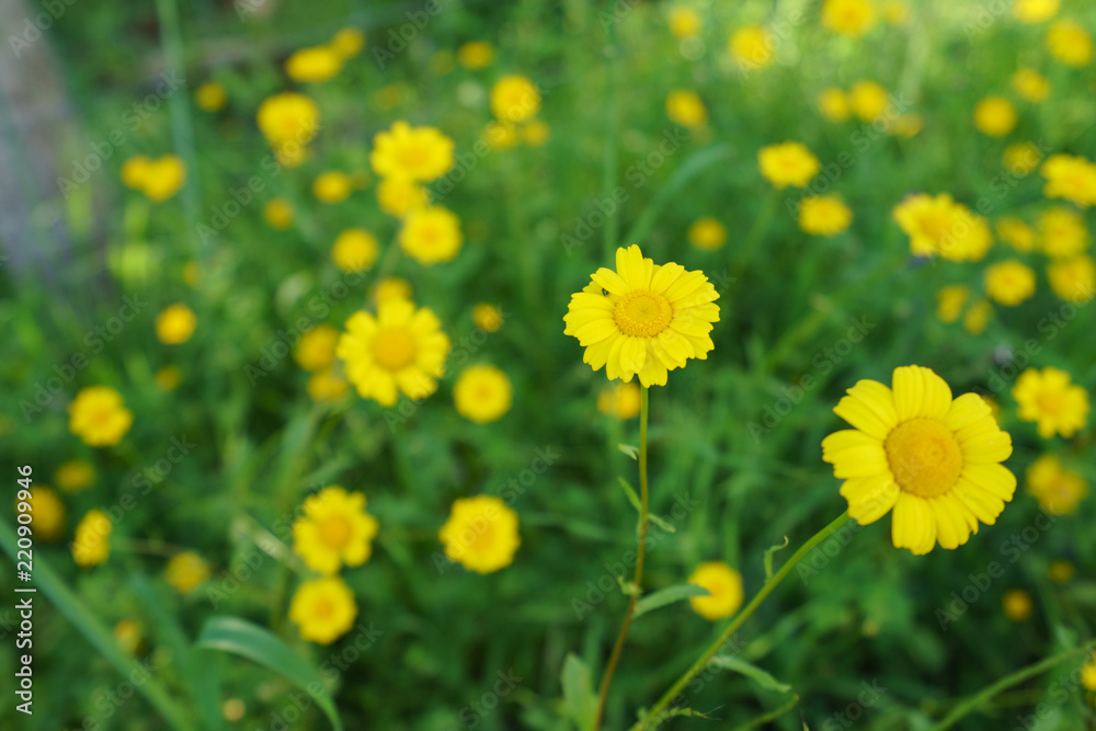 Blooming yellow chamomiles Blooming yellow chamomiles