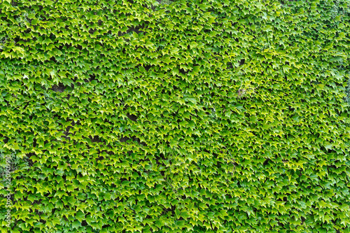 Green Hedera (Ivy) leaves background. Natural green leaf wall, texture background. Bright green leaves of ivy on the wall.