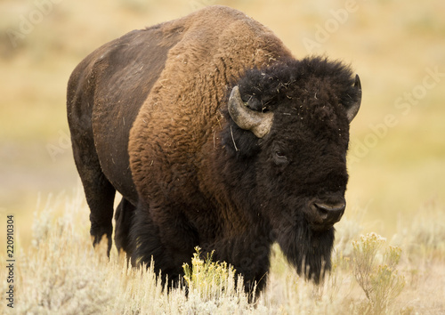 Bison Bull Walking in Sagebrush grassland during September Breeding Season