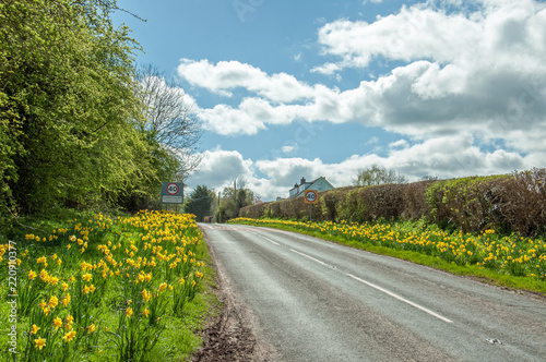 Daffodils by the roadside in the English countryside.