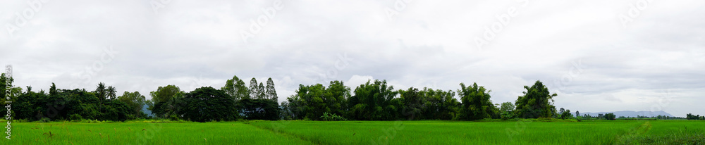 Rice field in front of the mountain in sky white clouds on background, Copy Space, Panorama view...
