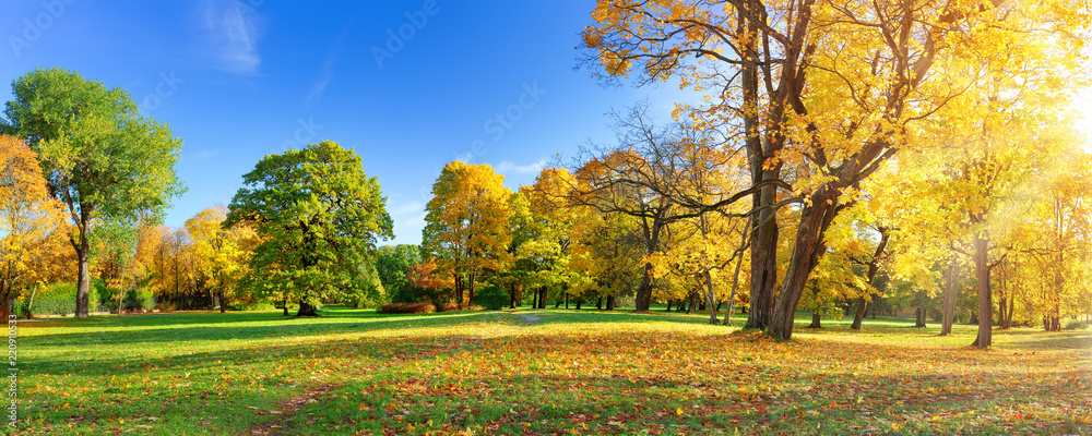 Fototapeta premium drzewa z wielobarwnymi liśćmi w parku