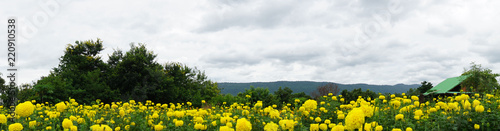 panorama landscape yellow marigold flower field on mountains background,Copy Space.