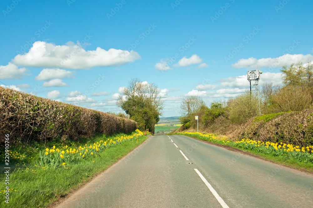 Daffodils by the roadside in the English countryside. Daffodils by the roadside in the English countryside.