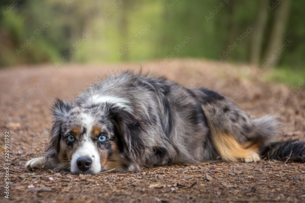 Fototapeta premium Mili the Miniature Australian Shepherd, Stunning Blue Eyes,