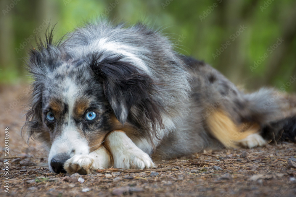 Mili the Miniature Australian Shepherd, Stunning Blue Eyes, Stock Photo |  Adobe Stock