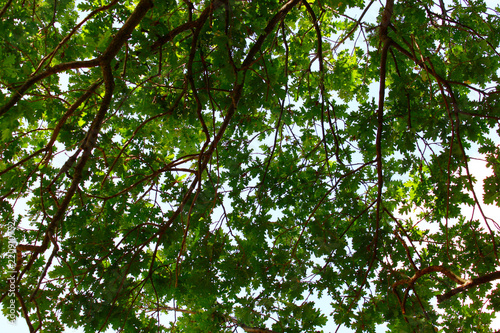 Green foliage of trees
