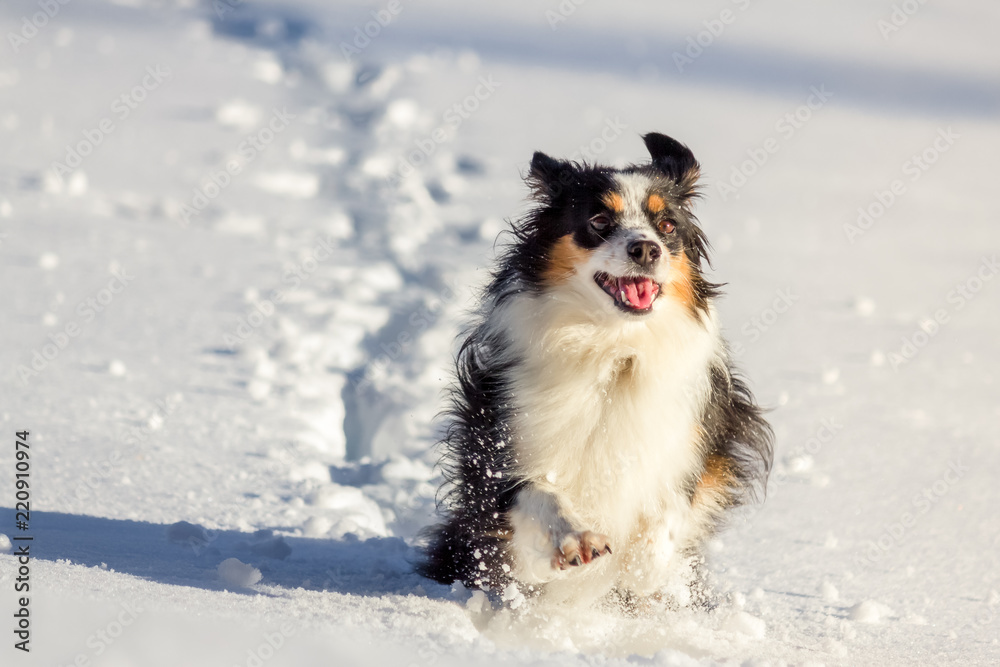 Nala the Miniature Australian Shepherd,