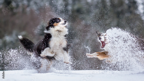 Mili and Nala the Miniature Australian Shepherds, outdoors