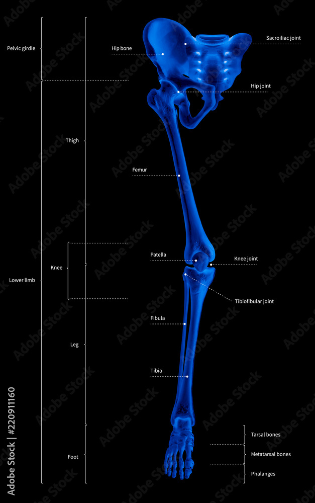 Infographic diagram of human skeleton lower limb anatomy bone system or ...