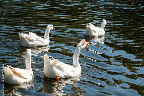 Flock of white male and female geese swimming away in river on summer day