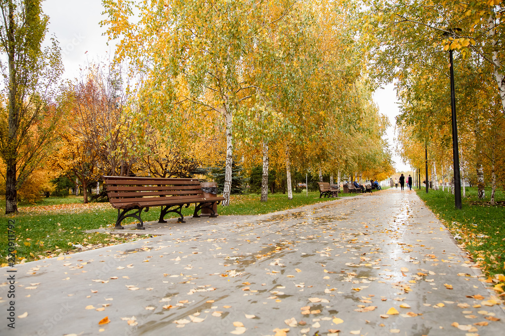 Parkway in autumn with gold trees.