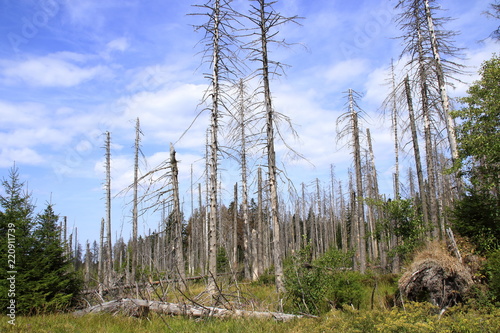 Waldfläche im Harz im Sommer 2018, der vom Borkenkäfer befallen ist