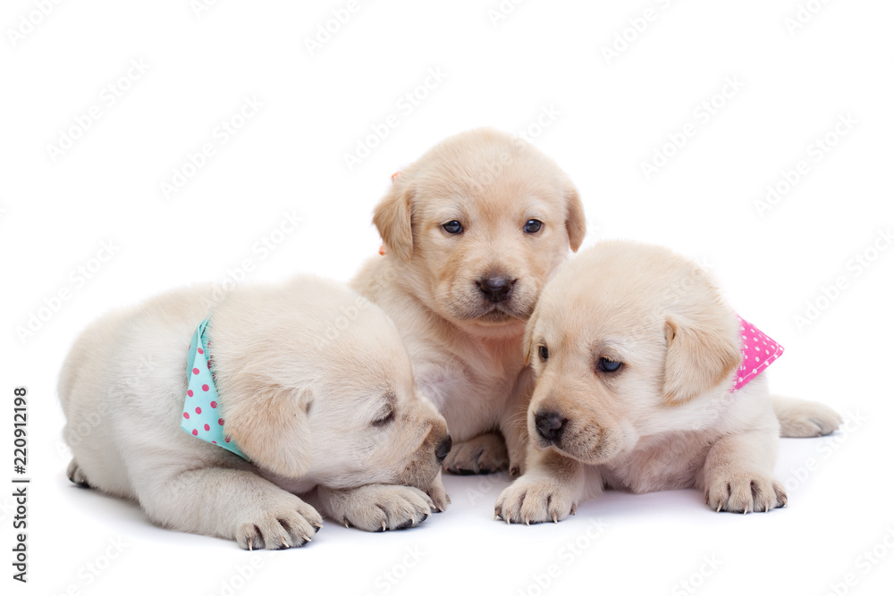 Adorable sleepy labrador puppies on white background Adorable sleepy labrador puppies on white background