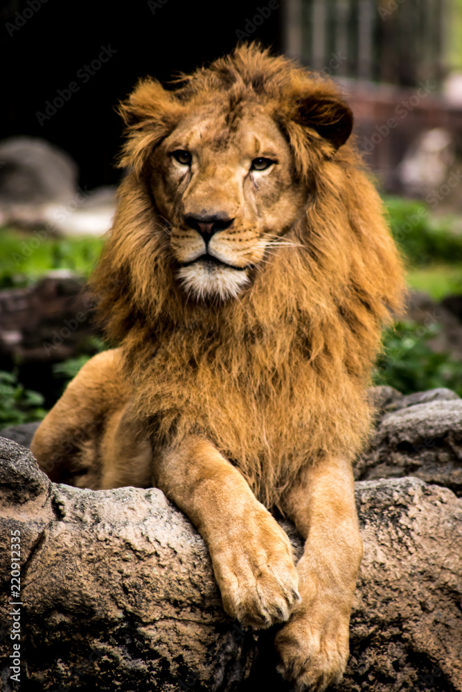 動物園のライオン 動物園のライオン