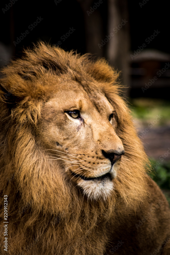 動物園のライオン