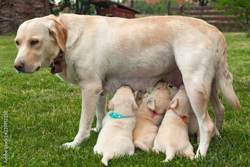 Fototapeta Naklejka Na Ścianę i Meble -  Cute labrador puppies suckling standing on their toes