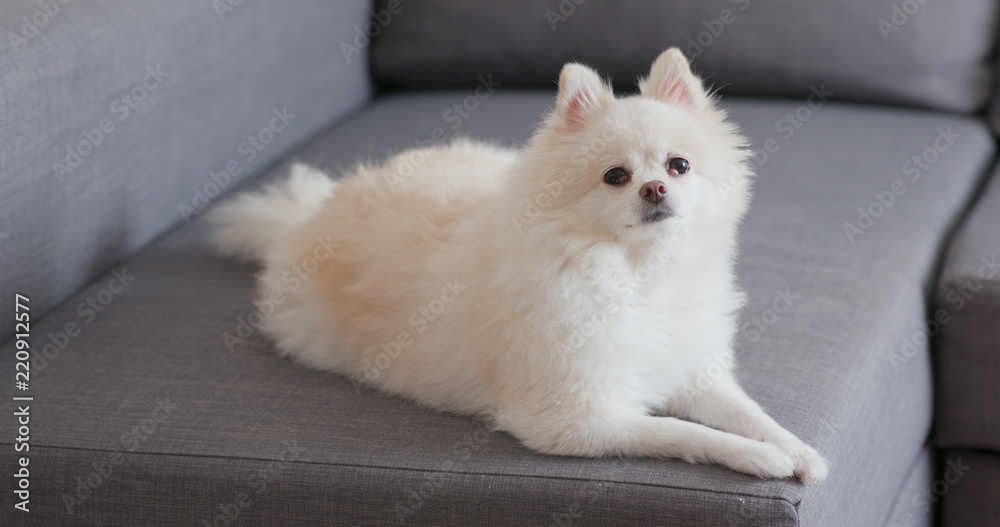 White Pomeranian dog sitting on sofa