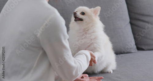 Pet owner training on her Pomeranian dog