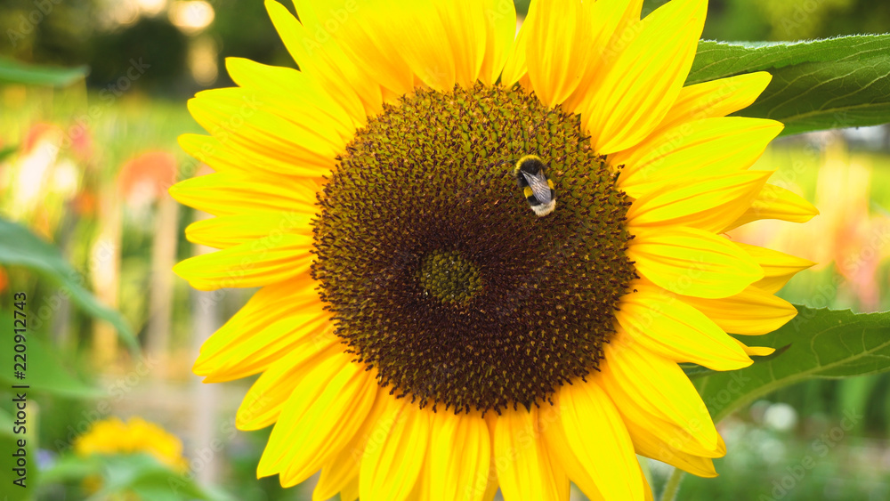 Obraz premium Bee on Sunflower