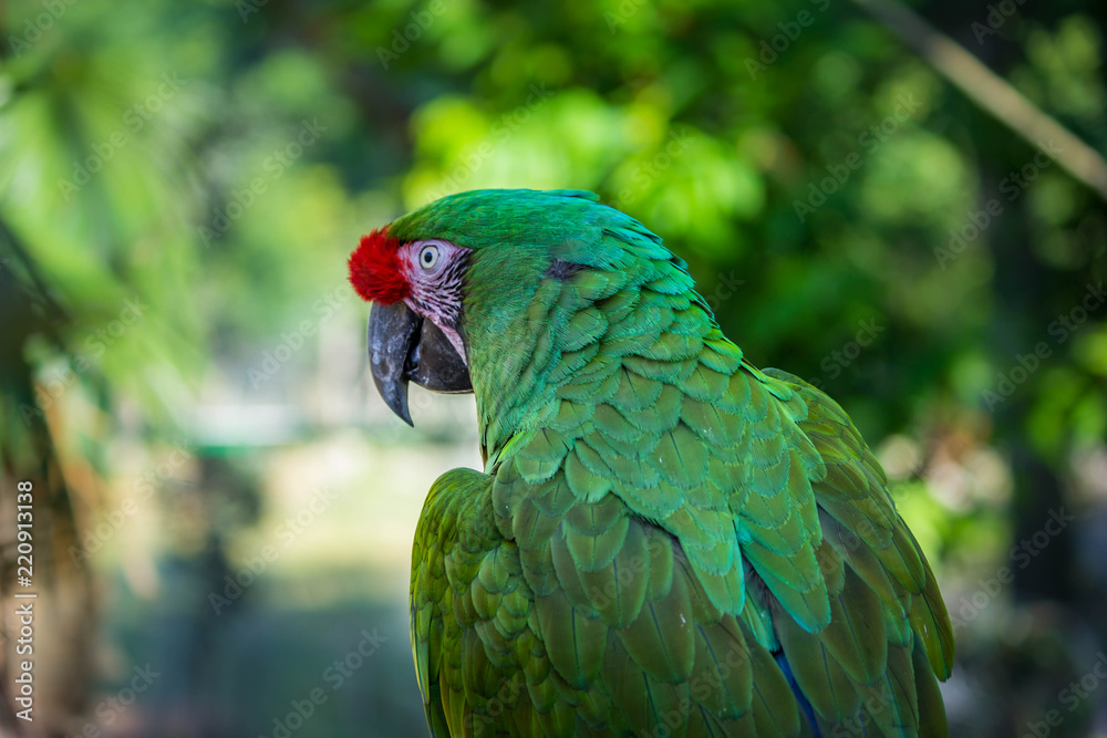 perroquet vert sur fond vert