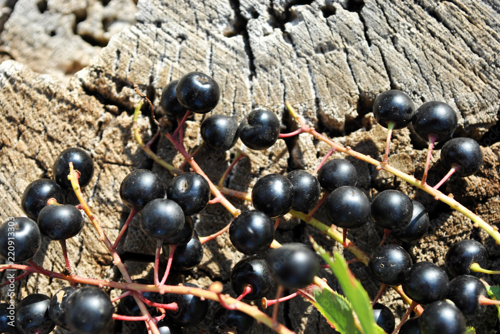 Prunus padus (bird cherry, hackberry, hagberry, Mayday tree) branches with black berries and leaves on gray poplar bark background, top view Prunus padus (bird cherry, hackberry, hagberry, Mayday tree) branches with black berries and leaves on gray poplar bark background, top view