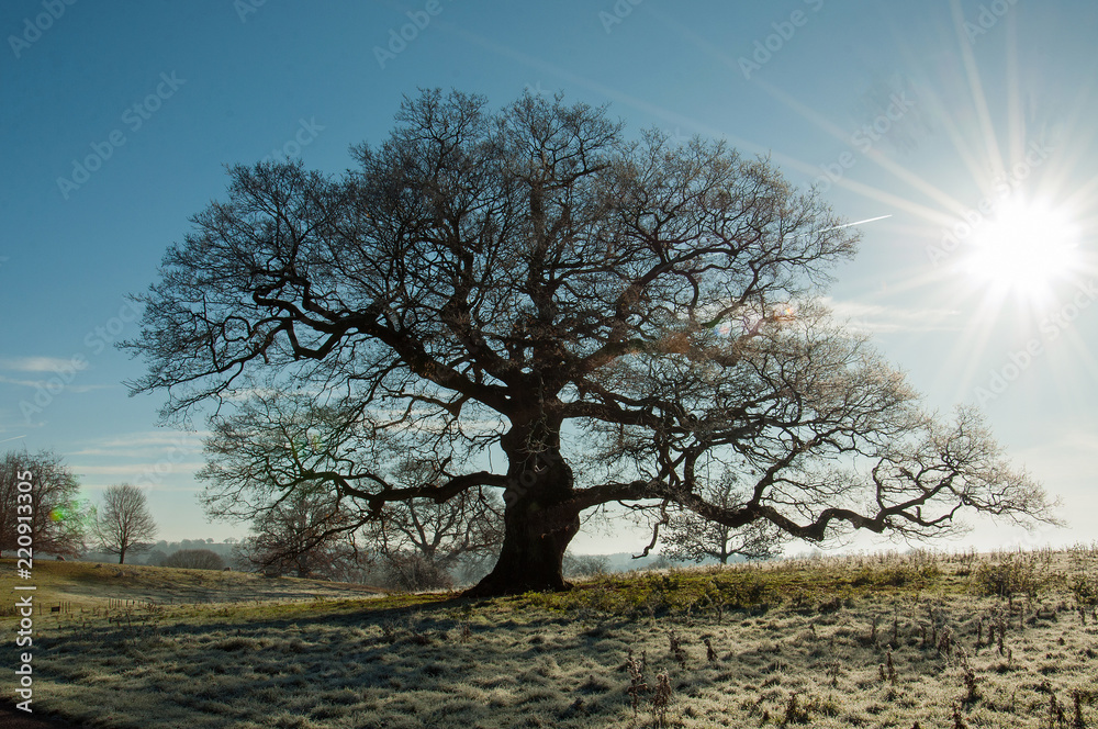 Frosty landscape and old oak trees in the Dorset countryside of England.