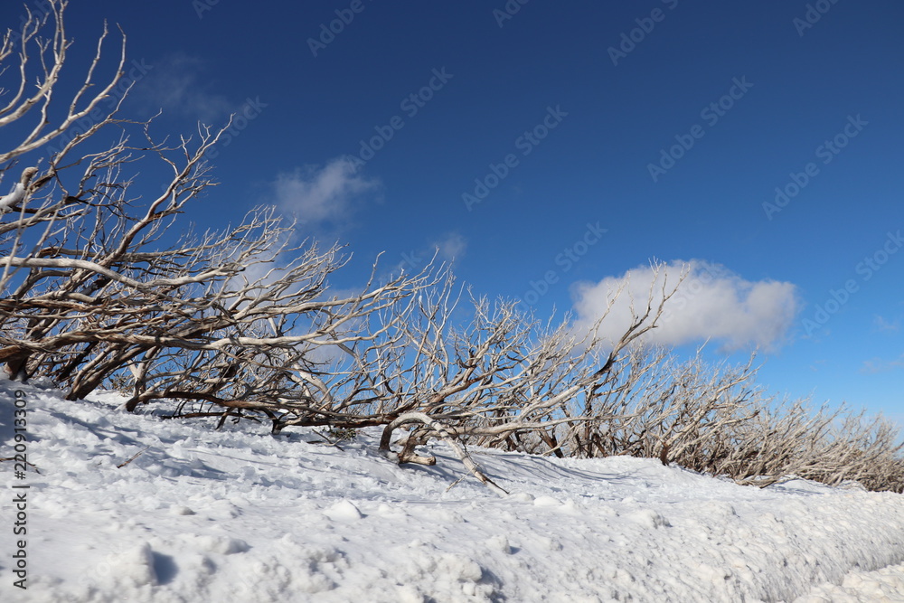 Trees in the Snow