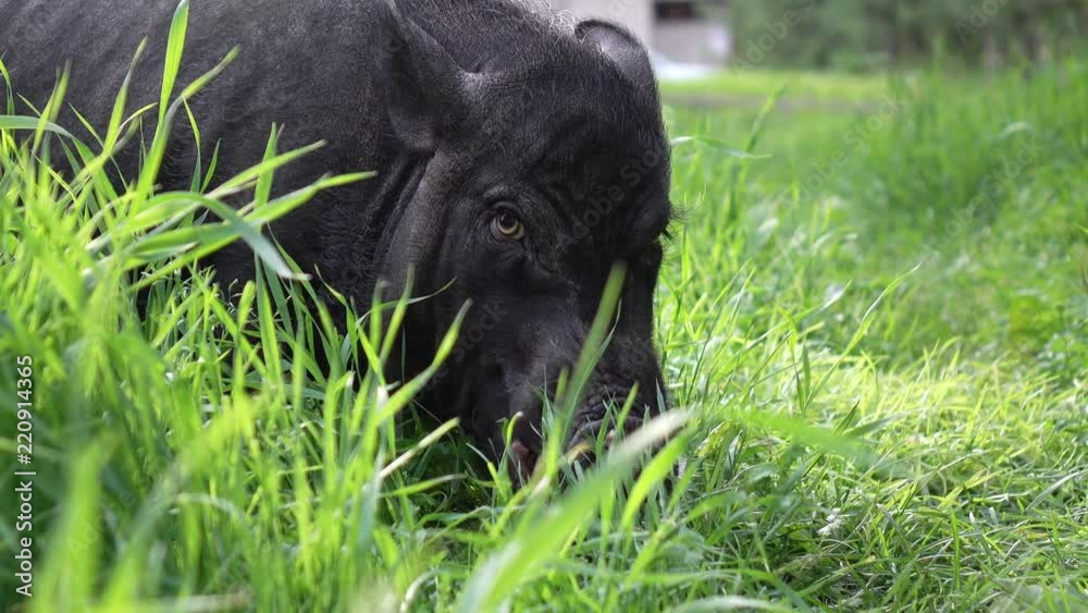 Mini pig walks on the grass. 2019-the year of the earth pig. Mini pig walks on the grass. 2019-the year of the earth pig.