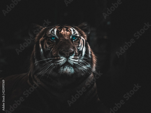 Close-up of the face of a tiger in Thailand, wrapped in darkness, with these bright blue eyes that stand out in the dark of photography