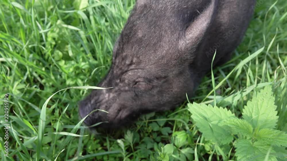 Mini pig walks on the grass. 2019-the year of the earth pig. Mini pig walks on the grass. 2019-the year of the earth pig.