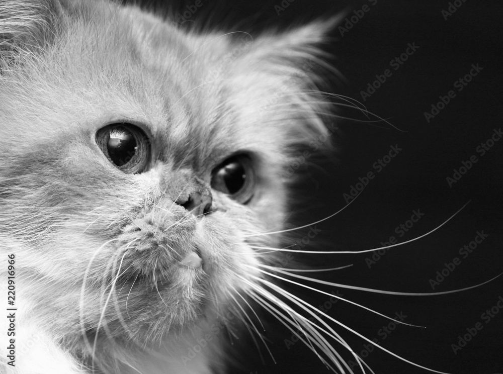 Black-and-white photo with portrait of sad cat