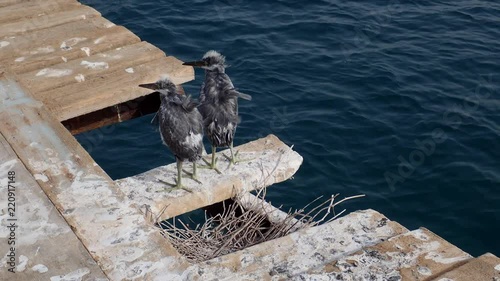 Two fledgling herons stand next to nest on wooden pier against the backdrop of the sea. Arabian Reef-egret or Western Reef Heron (Egretta gularis schistacea)
 photo