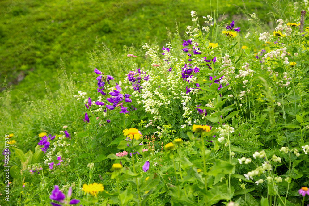 Obraz premium View of blooming flowers and fresh green meadows in Caucasian mountains, Sochi, Russia