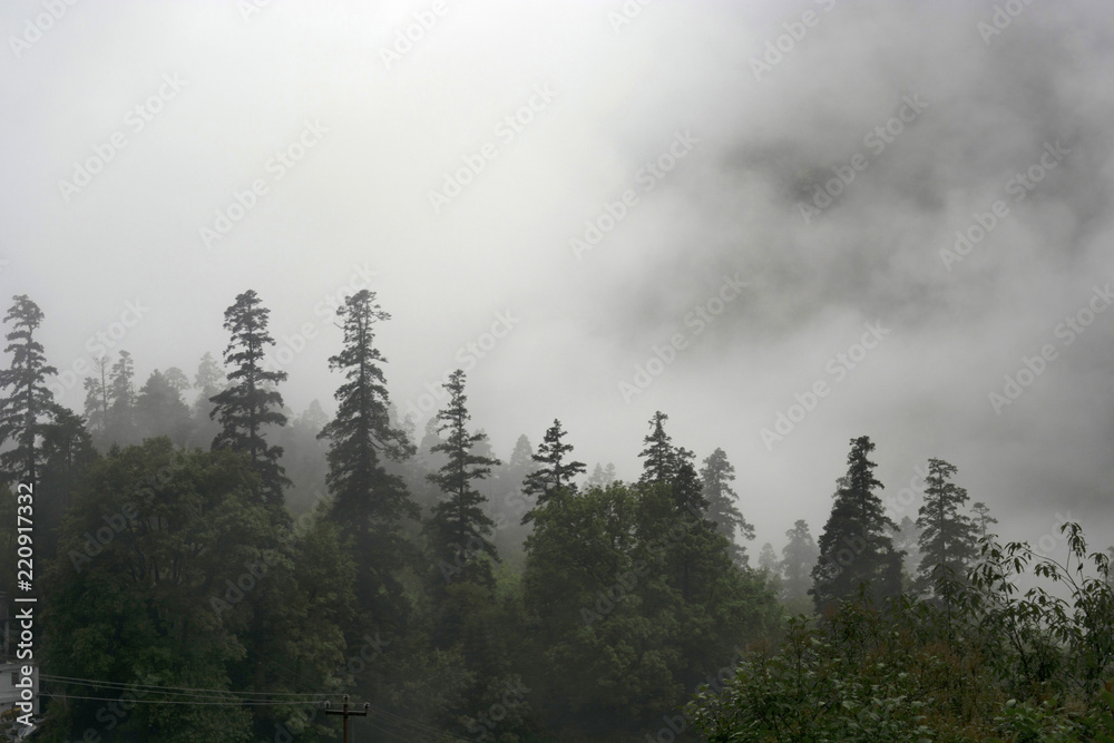 Misty morning with tall pine trees, Uttarakhand, India