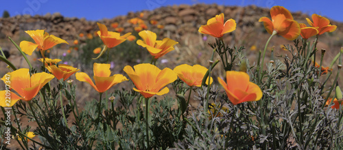 Kalifornische Mohn (Eschscholzia californica), oder Goldmohn, Panorama photo