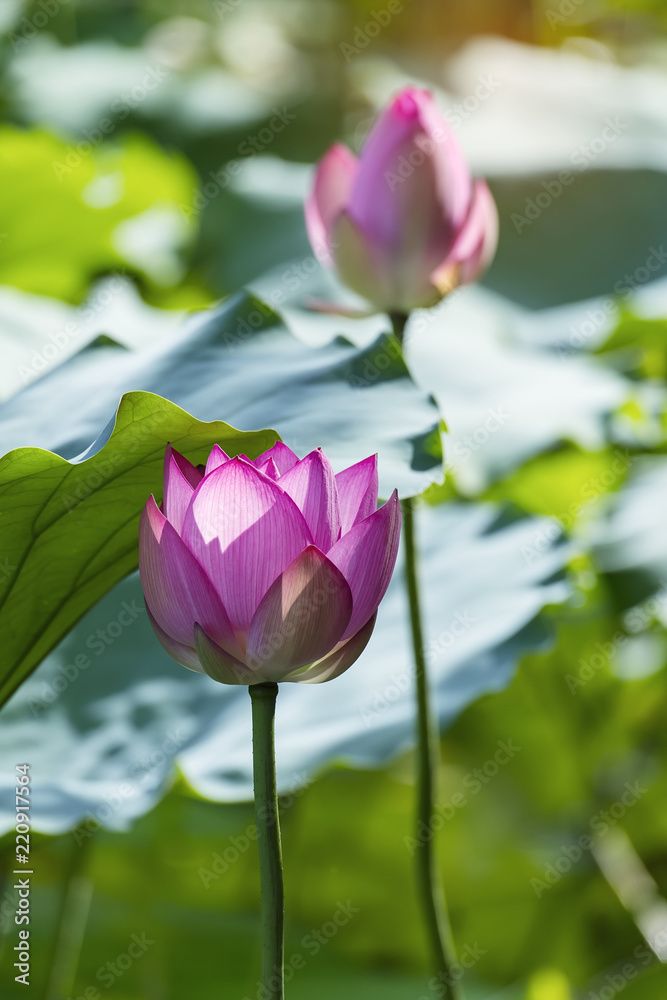 Lotus flower and Lotus flower plants Lotus flower and Lotus flower plants