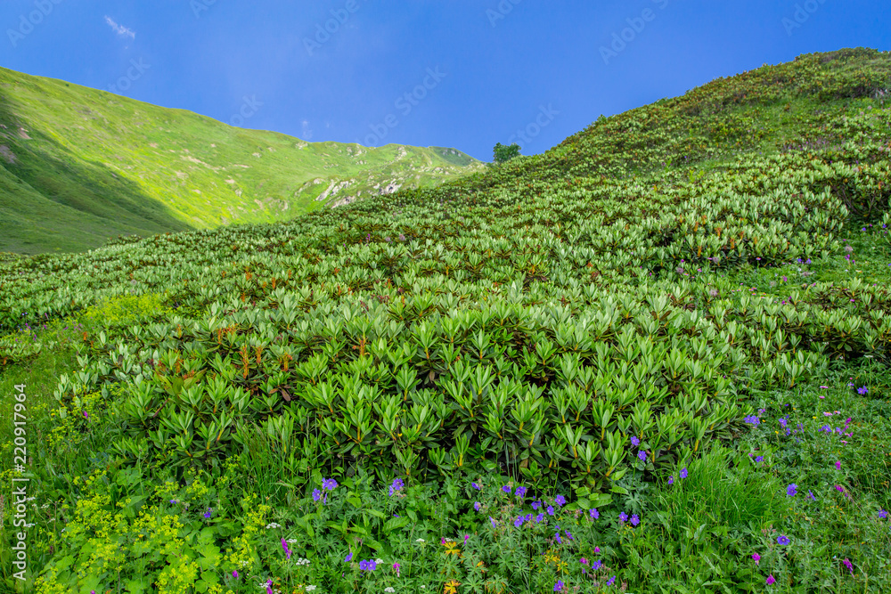 View of fresh green meadows in bloom in Caucasian mountains,  Sochi, Russia