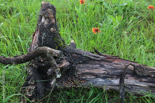 The stump of a tree that has been cut down with the main trunk