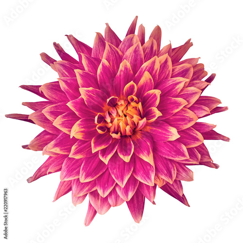 Fototapeta Naklejka Na Ścianę i Meble -  flower cerise (pink)  orange dahlia isolated on white background. Close-up. Nature.