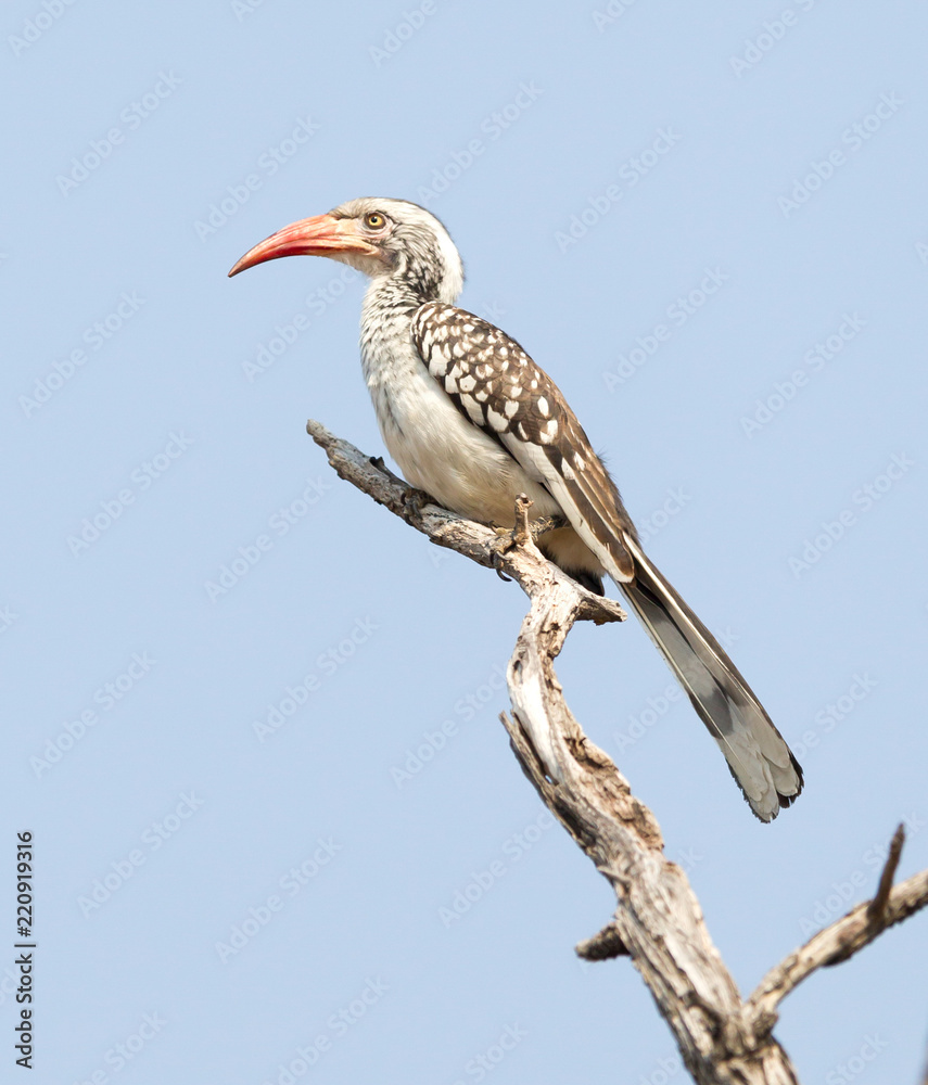 Red billed hornbill (Tockus erythrorhynchus)