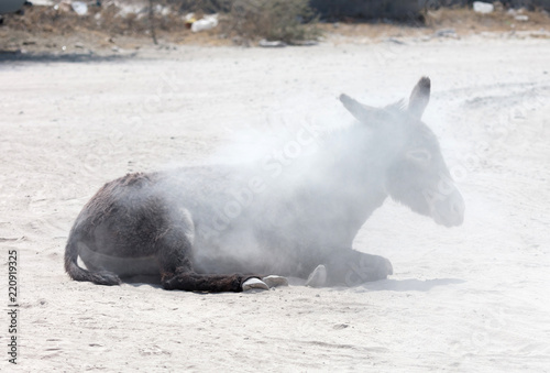 Adult donkey rolling in the sand
