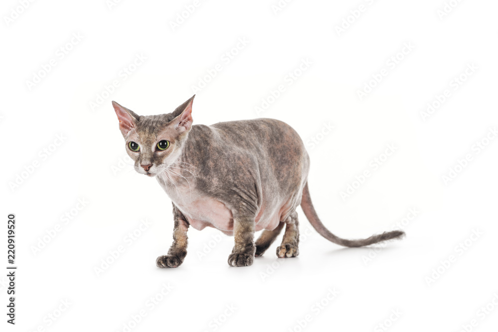 scared domestic grey sphynx cat standing isolated on white