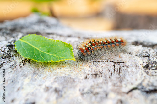 caterpillars hairy near a green leaf on the cut