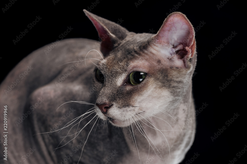 sphynx cat with long whiskers looking away isolated on black
