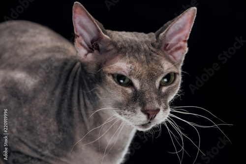 domestic grey sphynx cat looking away isolated on black © LIGHTFIELD STUDIOS