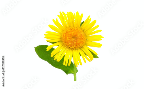 Inula Isolated on White Background. Also Horse-Heal, Elfdock, Elecampane or Helenium.