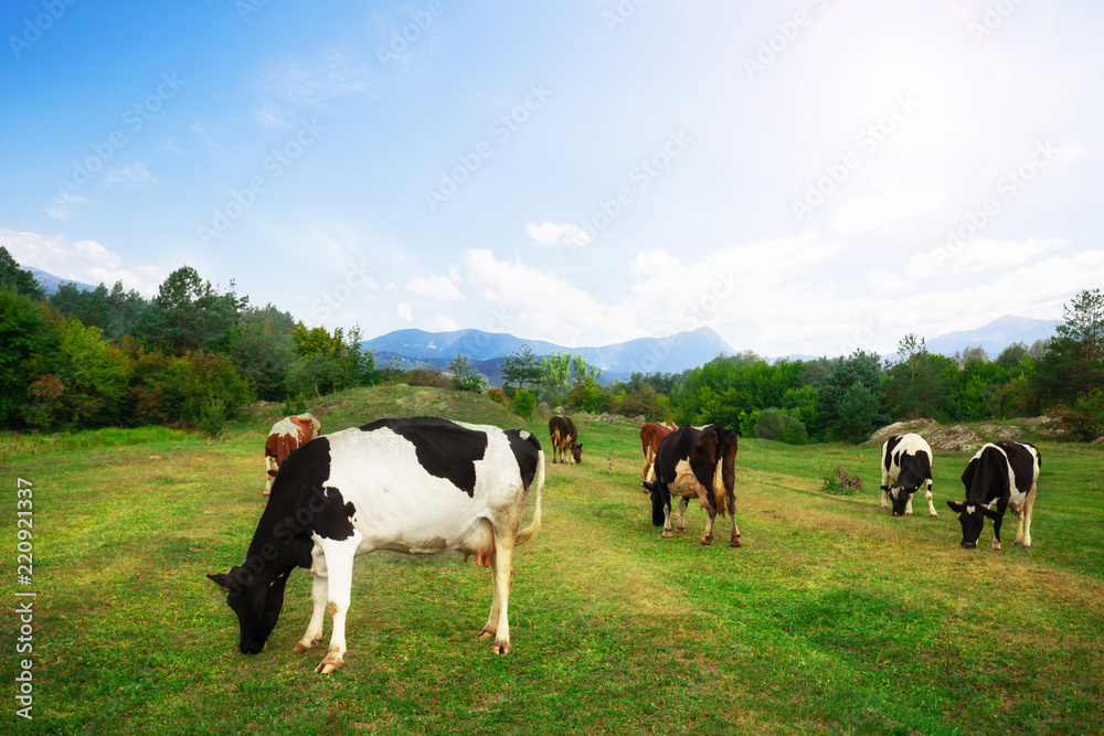 Idyllic summer landscape in the Alps with cow grazing on fresh green mountain pastures, Upper Bavaria, Germany Idyllic summer landscape in the Alps with cow grazing on fresh green mountain pastures, Upper Bavaria, Germany