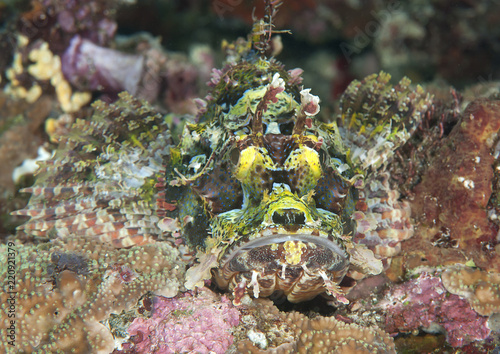 Scorpaenopsis papuensis (Papuan scorpionfish) resting on tropical reef of Bali, Indonesia photo