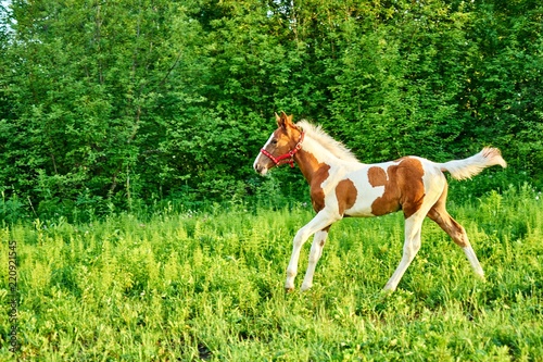 Beautiful bay foal run gallop on spring green pasture © Viacheslav